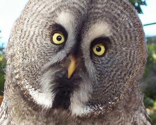 Ritterlicher Adler- und Falkenhof