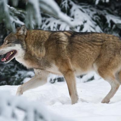 Wildpark Schorfheide