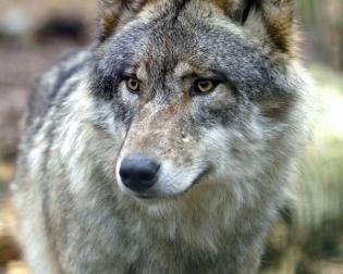 Tierpark Kunsterspring