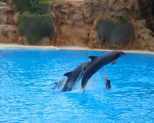 Loro Parque